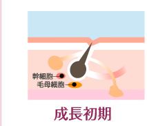 成長初期